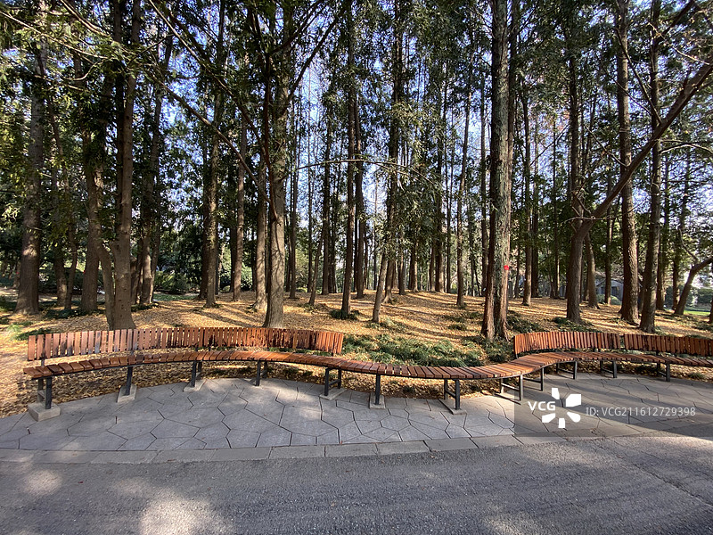 粗榧树森林图片素材