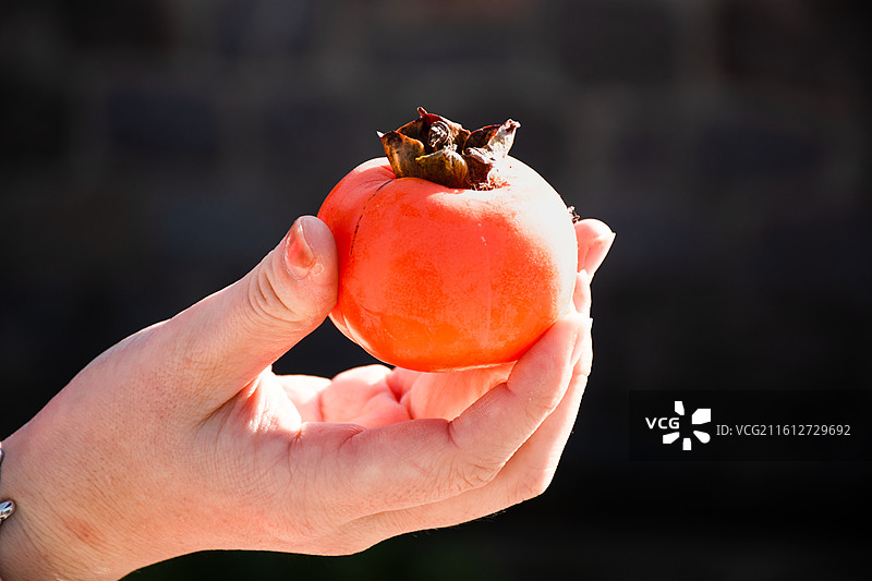 深色背景下一个人手里拿着橙色的柿子图片素材