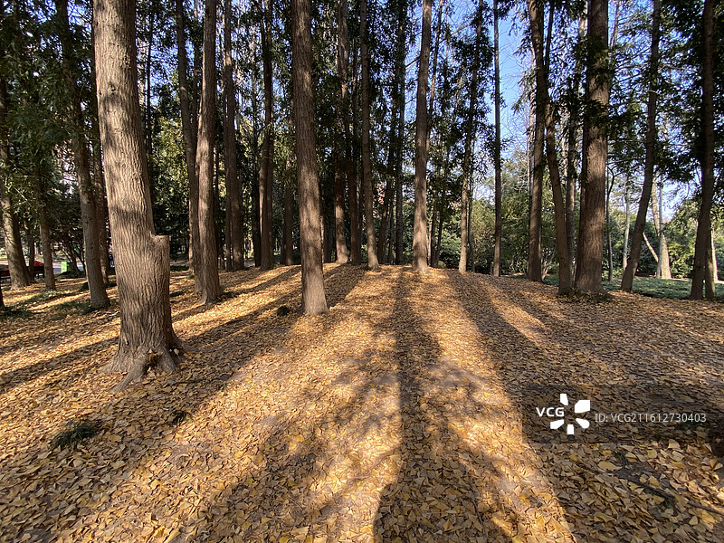 粗榧树森林图片素材