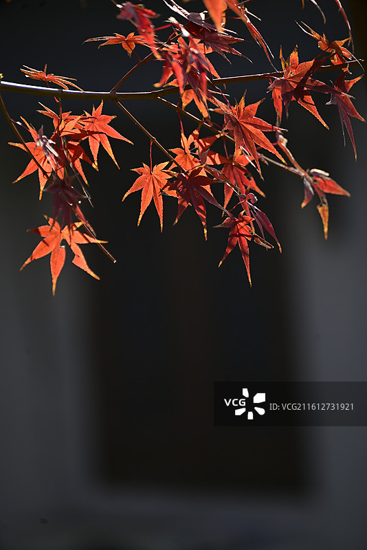 苏州道前街红叶窗口图片素材