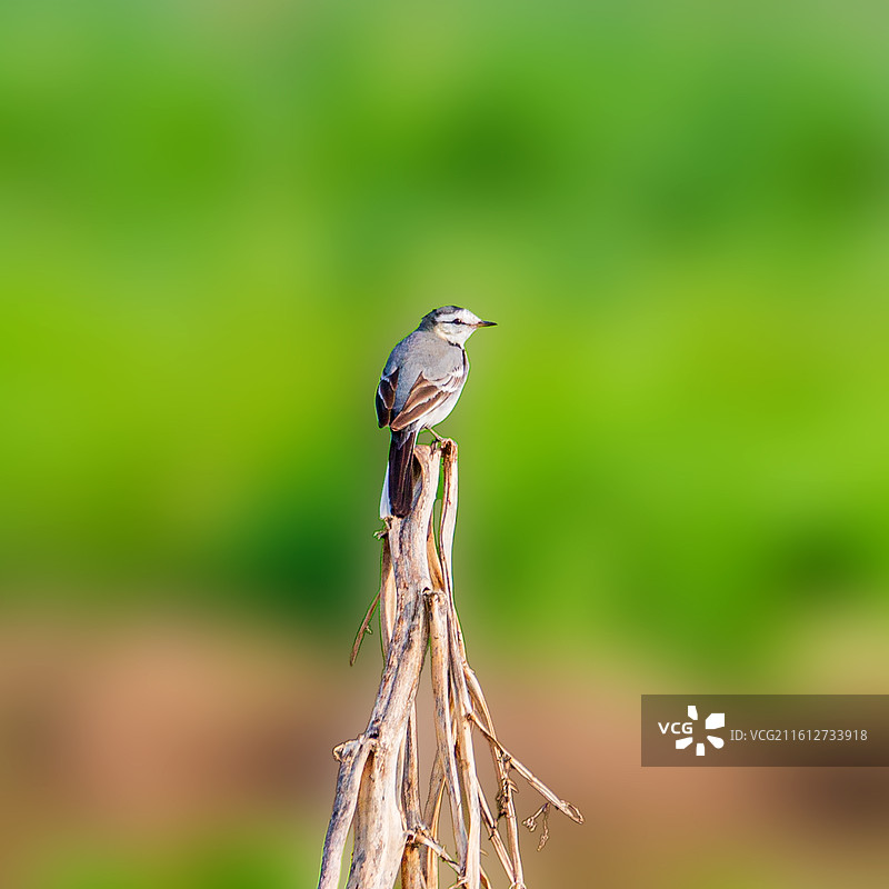 白鹡鸰图片素材