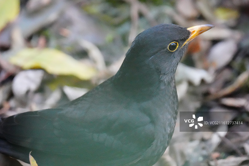 乌鸫 英文名 Chinese Blackbird 学名 Turdus mandarinus 雀形目图片素材