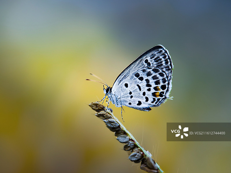 草穗上的小灰蝶图片素材