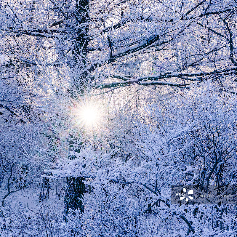 雪后天晴，崂山巨峰景区出现雾凇景观图片素材