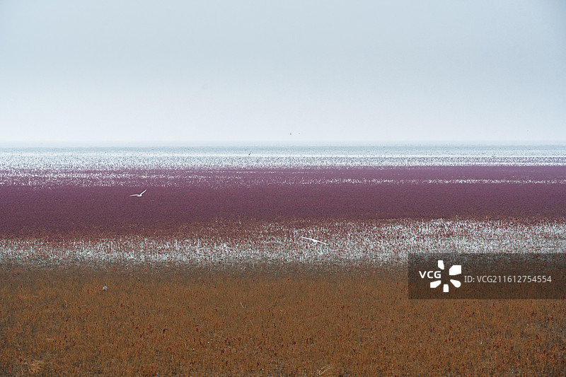 秋天的辽宁盘锦红海滩国家风景廊道湿地风光图片素材