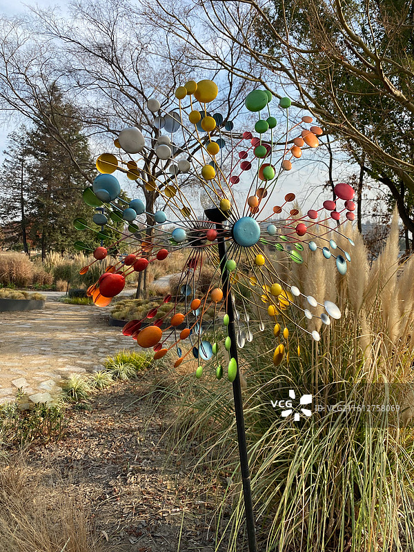 冬天的芦苇花图片素材