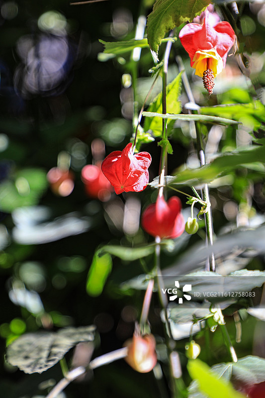 红萼苘麻图片素材