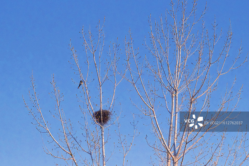北方冬天蓝色天空秃树鸟窝和喜鹊.风景背景图壁纸图片素材