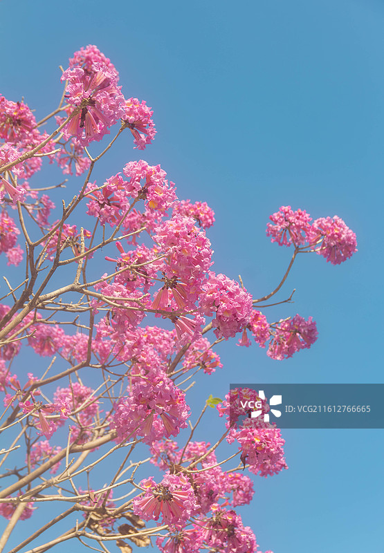 紫花风铃木图片素材