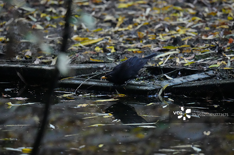 乌鸫 英文名 Chinese Blackbird 学名 Turdus mandarinus 雀形目图片素材