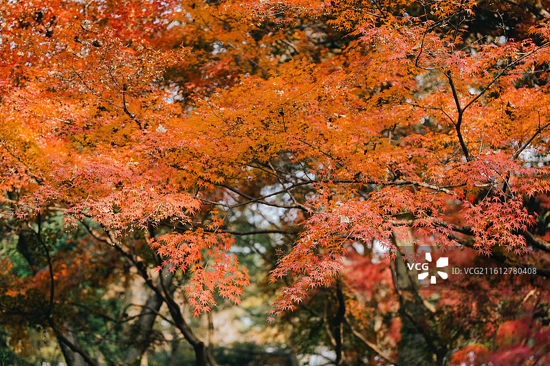 兰亭 绍兴 西湖 秋天 江南 枫叶 红叶 植物园 文物 王羲之 历史 书法 绘画 文化 中国图片素材