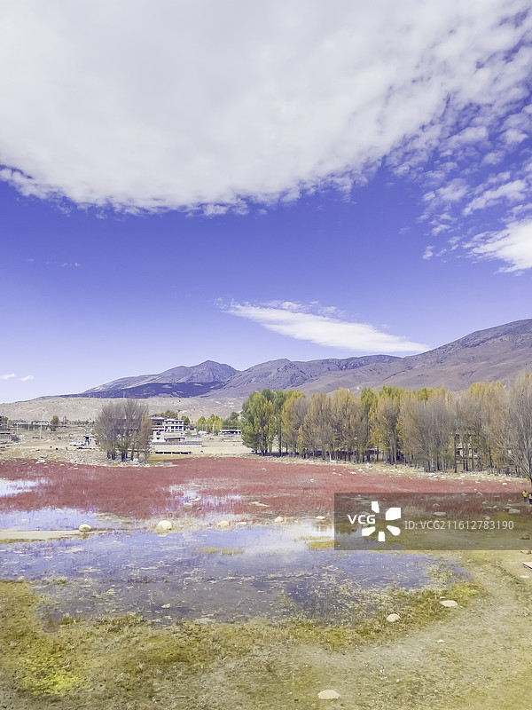 桑堆河谷红草湿地公园：红草，金黄色的树叶，蓝天，白云，藏楼图片素材