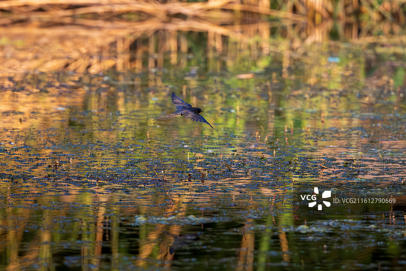 家燕飞行特写图片素材
