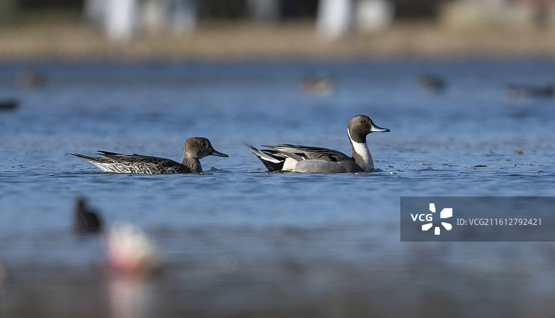针尾鸭图片素材