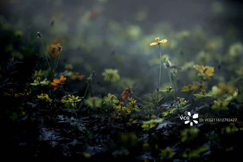 倔犟的小花图片素材