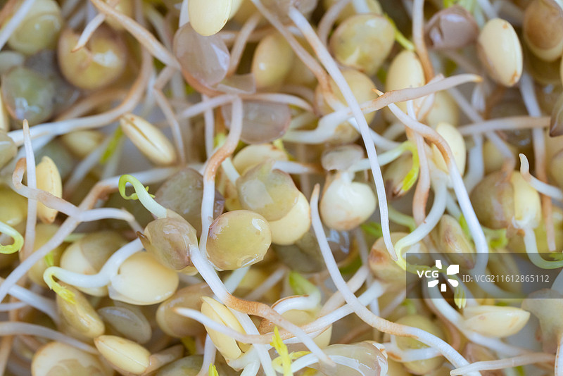 扁豆豆芽图片素材