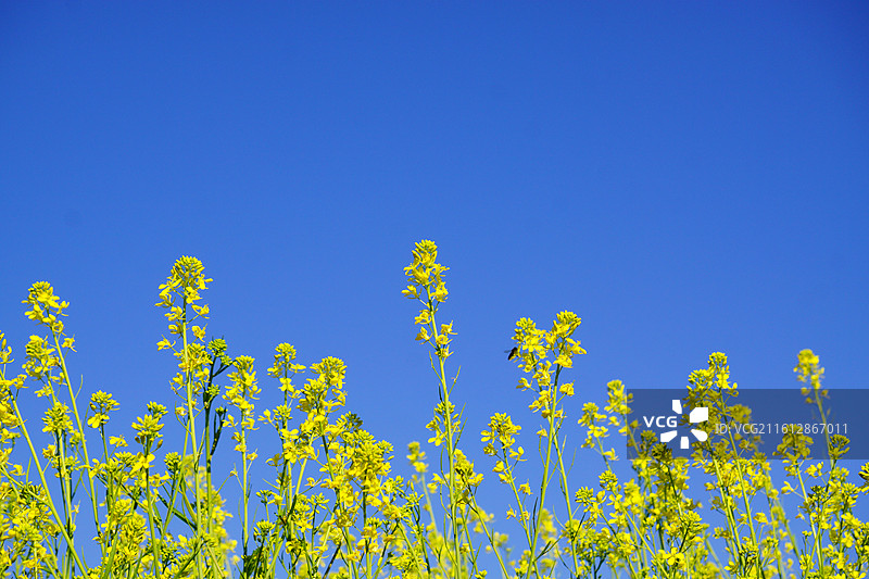 云南楚雄初春时节 蓝天下盛开的油菜花图片素材