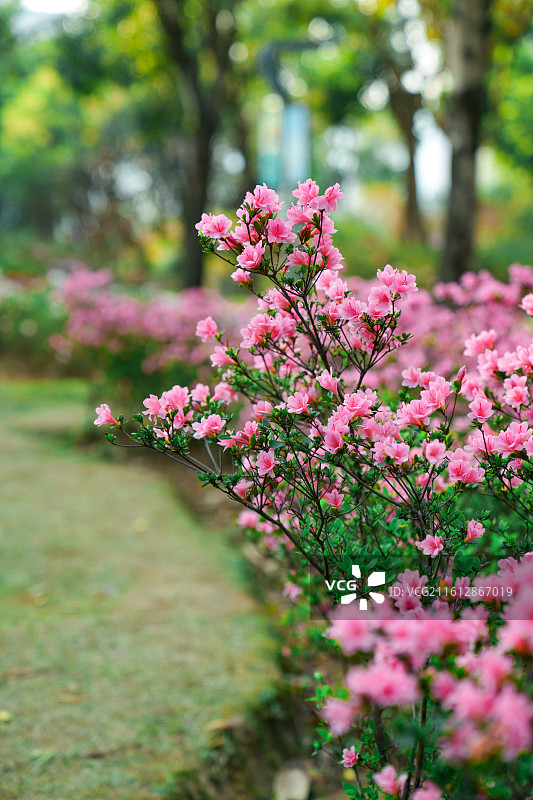 小径旁春天盛开的粉红色的杜鹃花丛图片素材