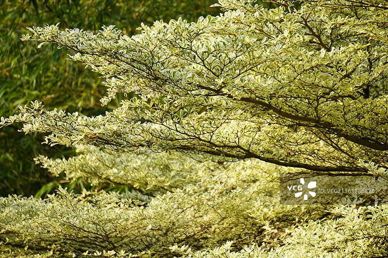 小叶榄仁图片素材