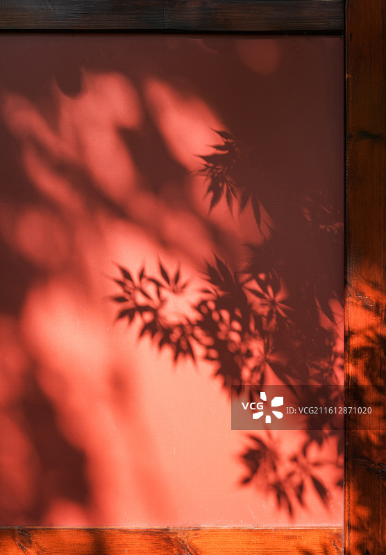 武夷山武夷宫阳光下的枫叶剪影在红色木墙上的投影图片素材