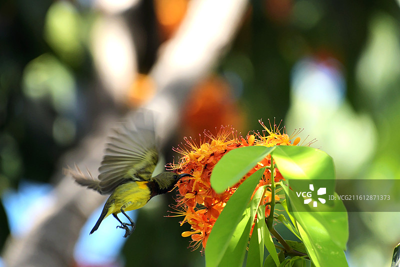 蓝喉振翅探金蕊：黄腹吸蜜鸟与无忧花图片素材