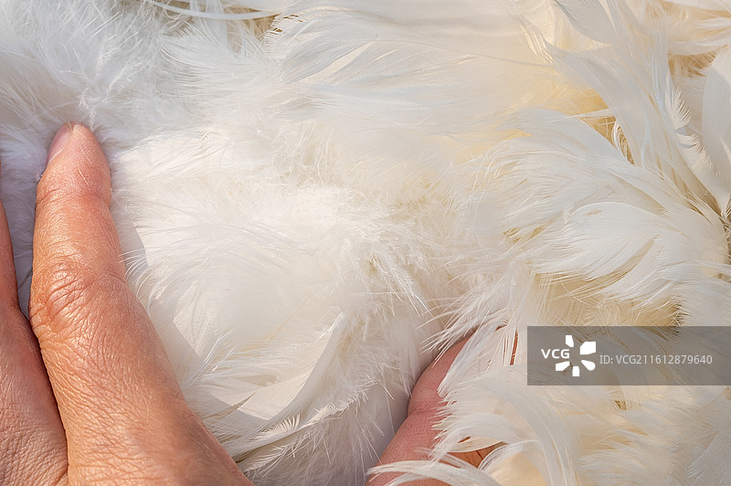 白鹅绒羽绒原料图片素材