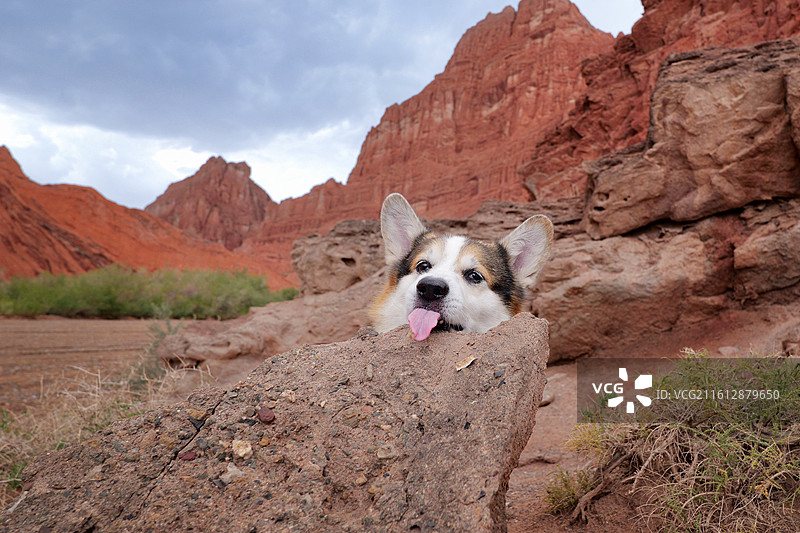 丹霞地貌中的威尔士柯基犬图片素材