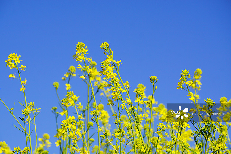 云南楚雄初春时节 蓝天下盛开的油菜花图片素材