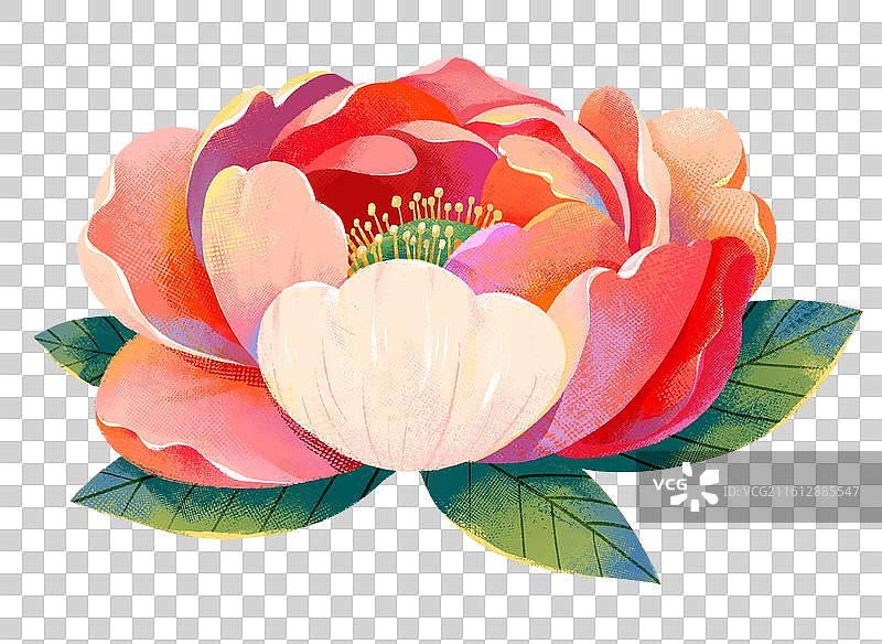 盛开的红色牡丹花图片素材