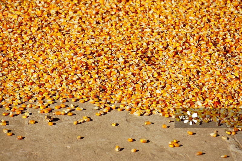 阳光下晾晒的玉米粒 粮食背景素材图片素材