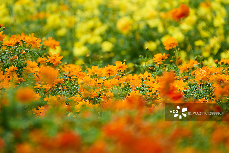 英歌石植物园盛开的硫华菊花海图片素材