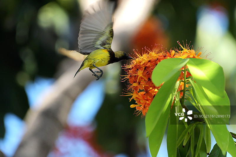 黄羽振翅吮无忧：黄腹吸蜜鸟与无忧花图片素材