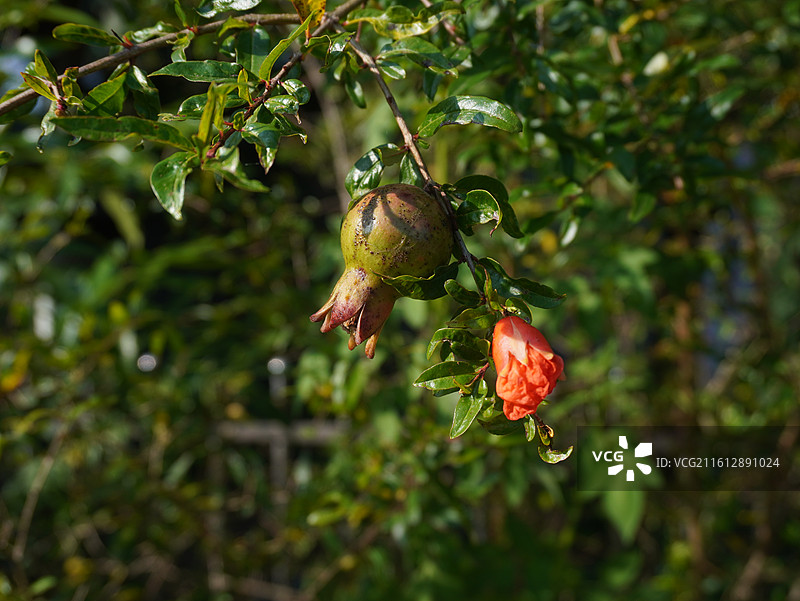 石榴图片素材