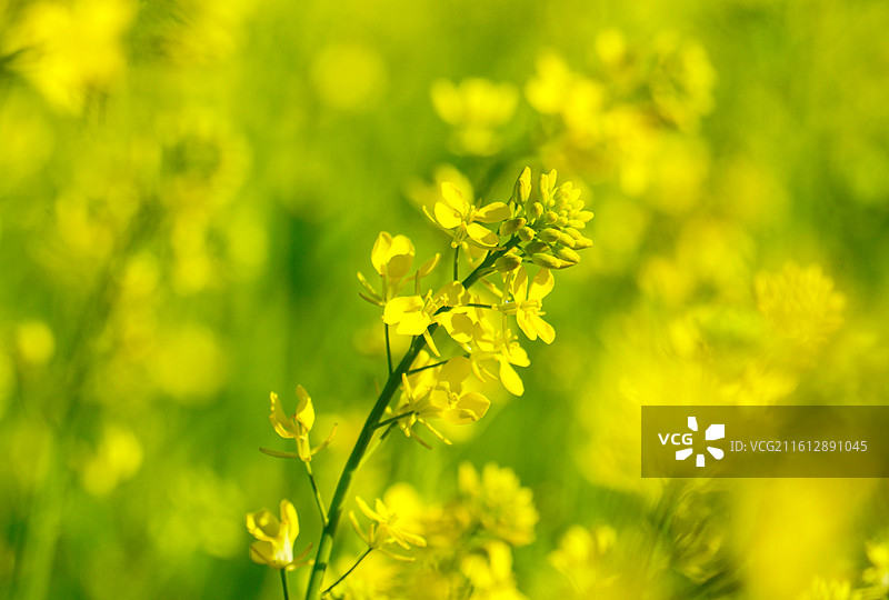 云南楚雄初春时节 蓝天下盛开的油菜花图片素材