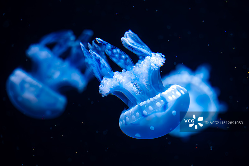 海洋馆中海洋生物特写图片素材