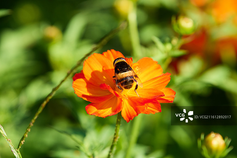 熊蜂在盛开的橙色硫华菊授粉的特写镜头（大连英歌石植物园）图片素材