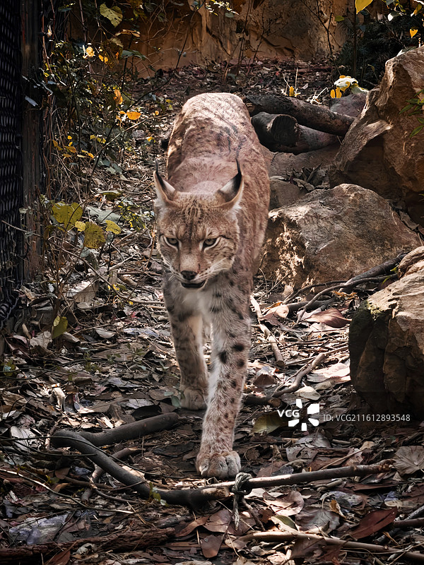 走向镜头的欧亚猞猁图片素材