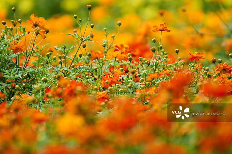 英歌石植物园盛开的硫华菊花海图片素材