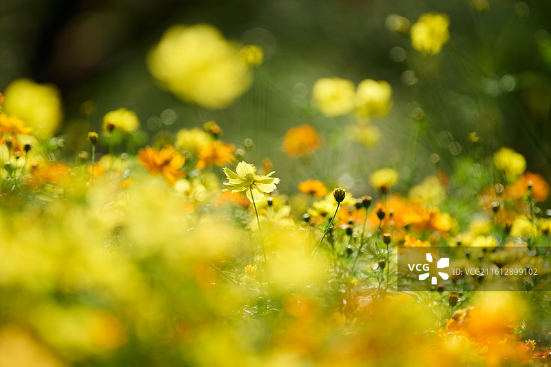 英歌石植物园盛开的硫华菊花海图片素材