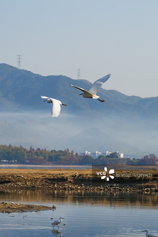 四明湖与水鸟图片素材