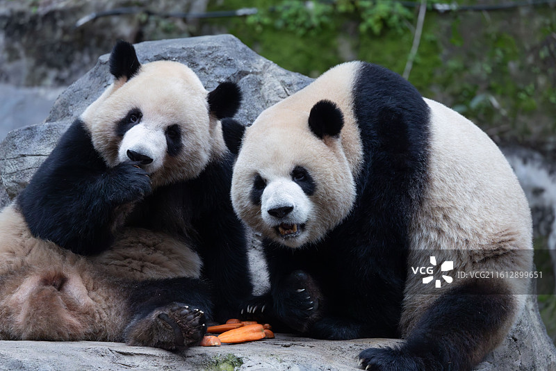 大熊猫熊猫幼崽重庆动物园图片素材