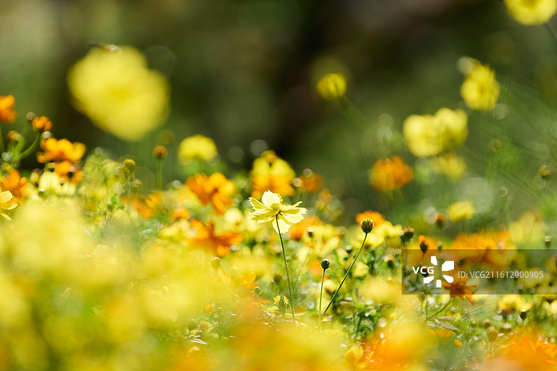 英歌石植物园盛开的硫华菊花海图片素材