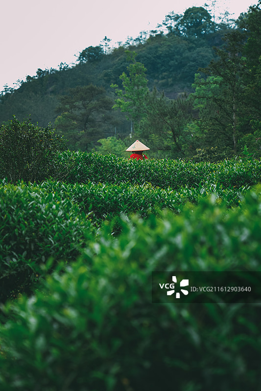 福建武夷山九曲溪畔岩茶大红袍茶园采茶的戴斗笠的茶农图片素材