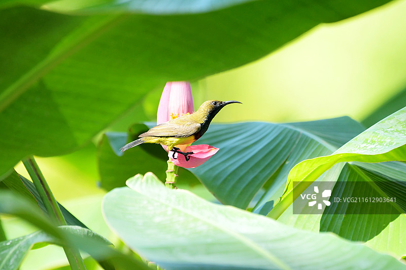 蕉花彩羽映田园：黄腹吸蜜鸟图片素材