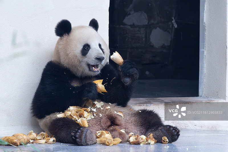 大熊猫熊猫幼崽重庆动物园图片素材