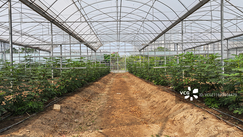 在温室大棚里的百香果图片素材