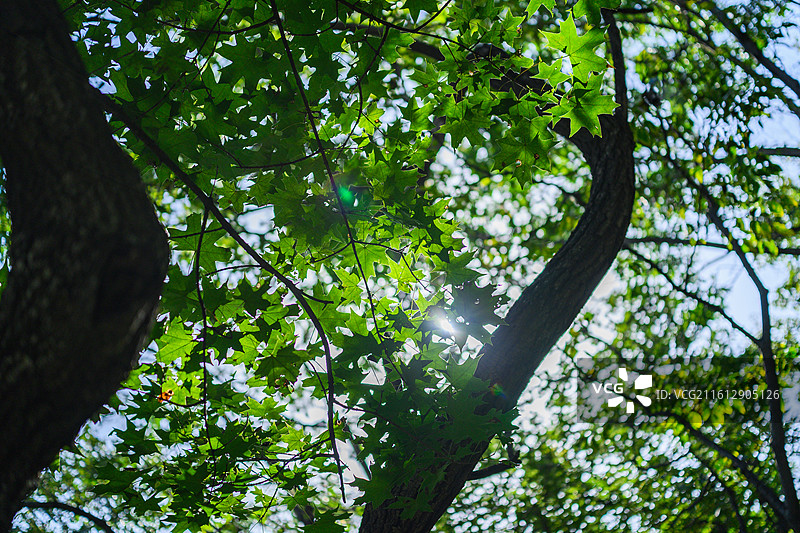 夏季森林绿色植物树叶图片素材