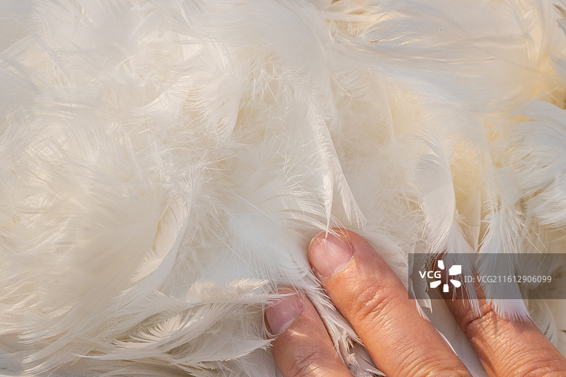 白鹅绒羽绒原料图片素材