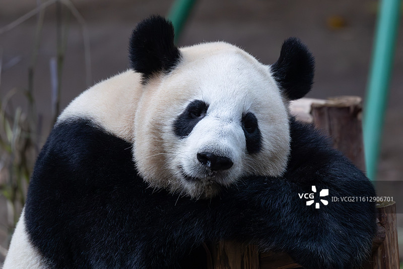 大熊猫熊猫幼崽重庆动物园图片素材