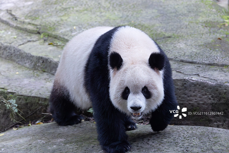大熊猫熊猫幼崽重庆动物园图片素材